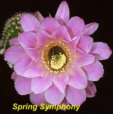 Spring Symphony.4.1.jpg 